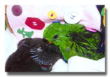 The eclectus babies we hope to raise in 2002 will follow the same schedule.